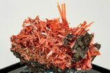 Bright Red-Orange Crocoite Crystal Cluster - Tasmania #206961-1